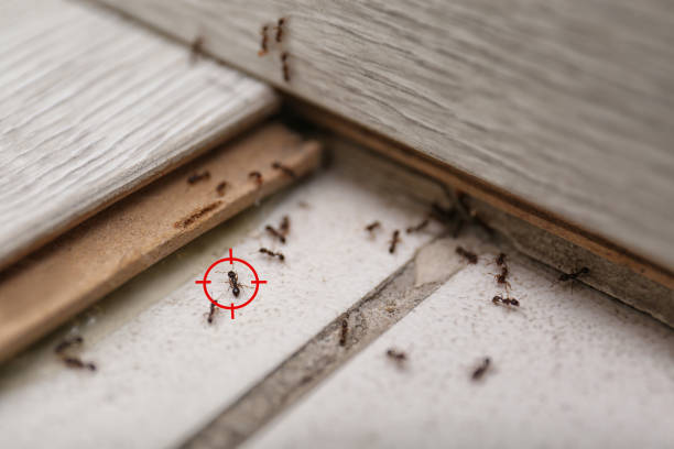 Best Cockroach Control Services  in Ridgefield, WA